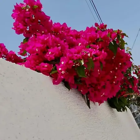 Ina Sarande